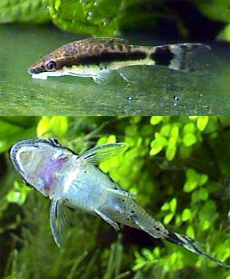 Dværg sugemalle (Otocinclus affinis)